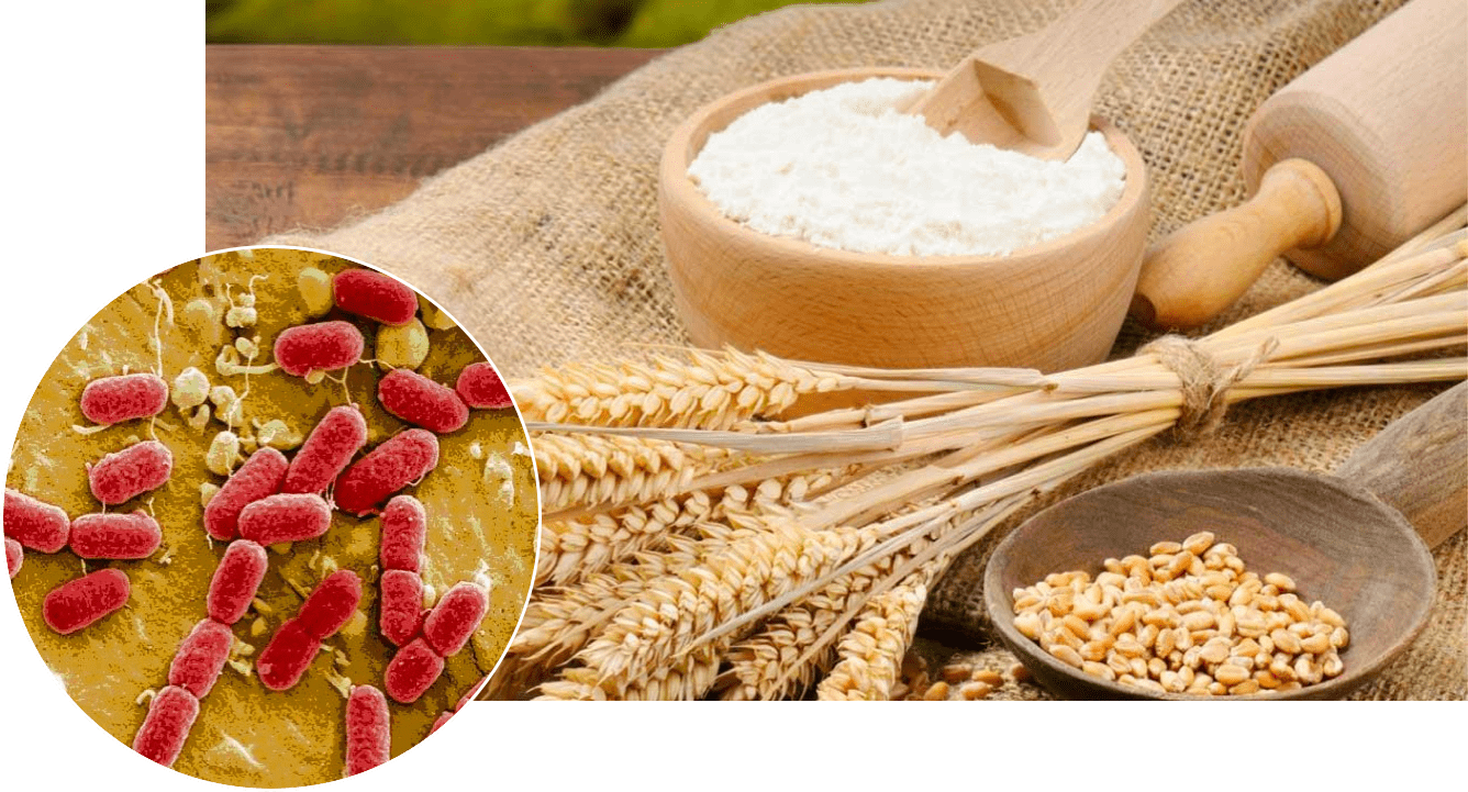 Shiga ToxinProducing E.coli Infections The Possibility of Its