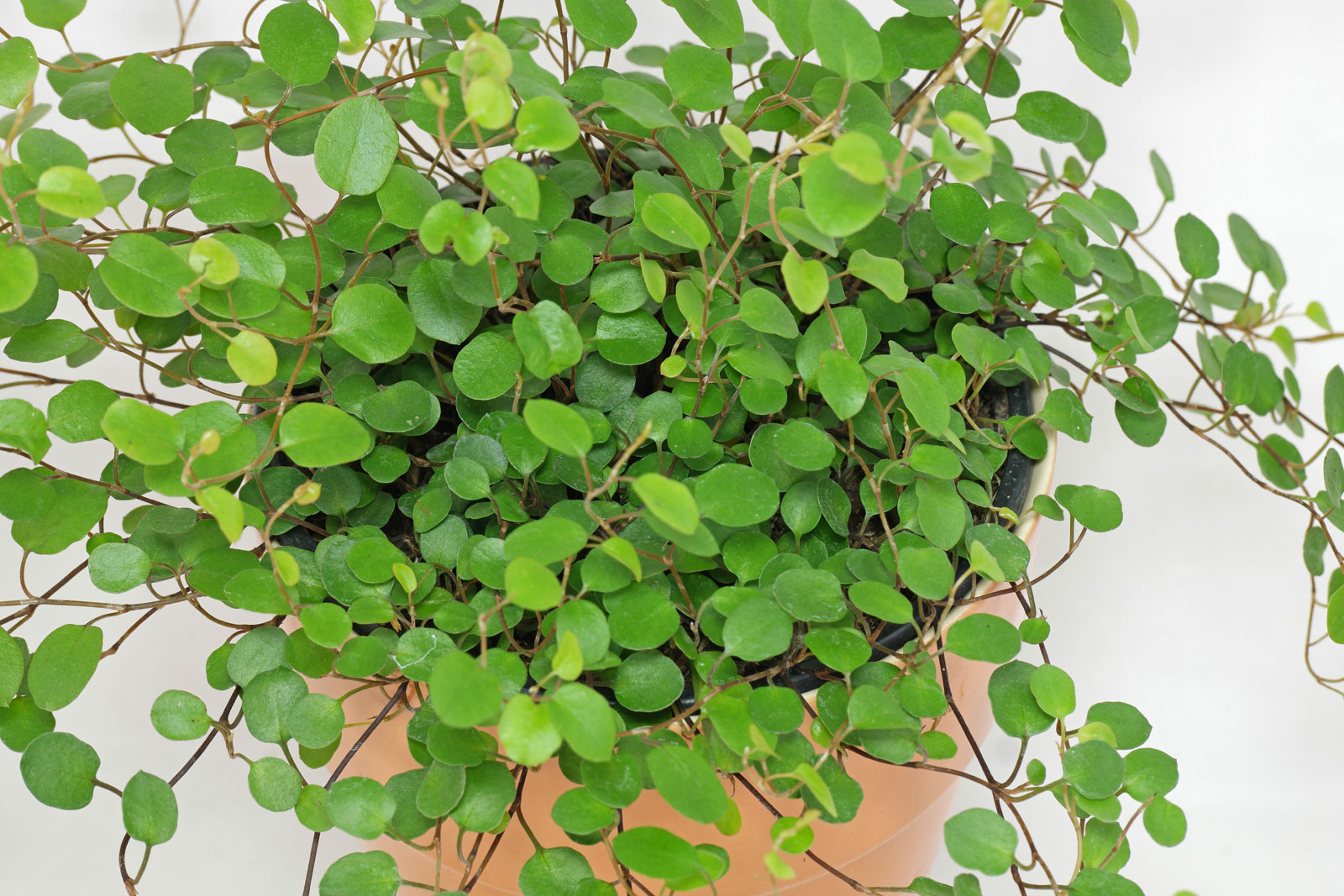 Maidenhair Vine (Muehlenbeckia complexa)
