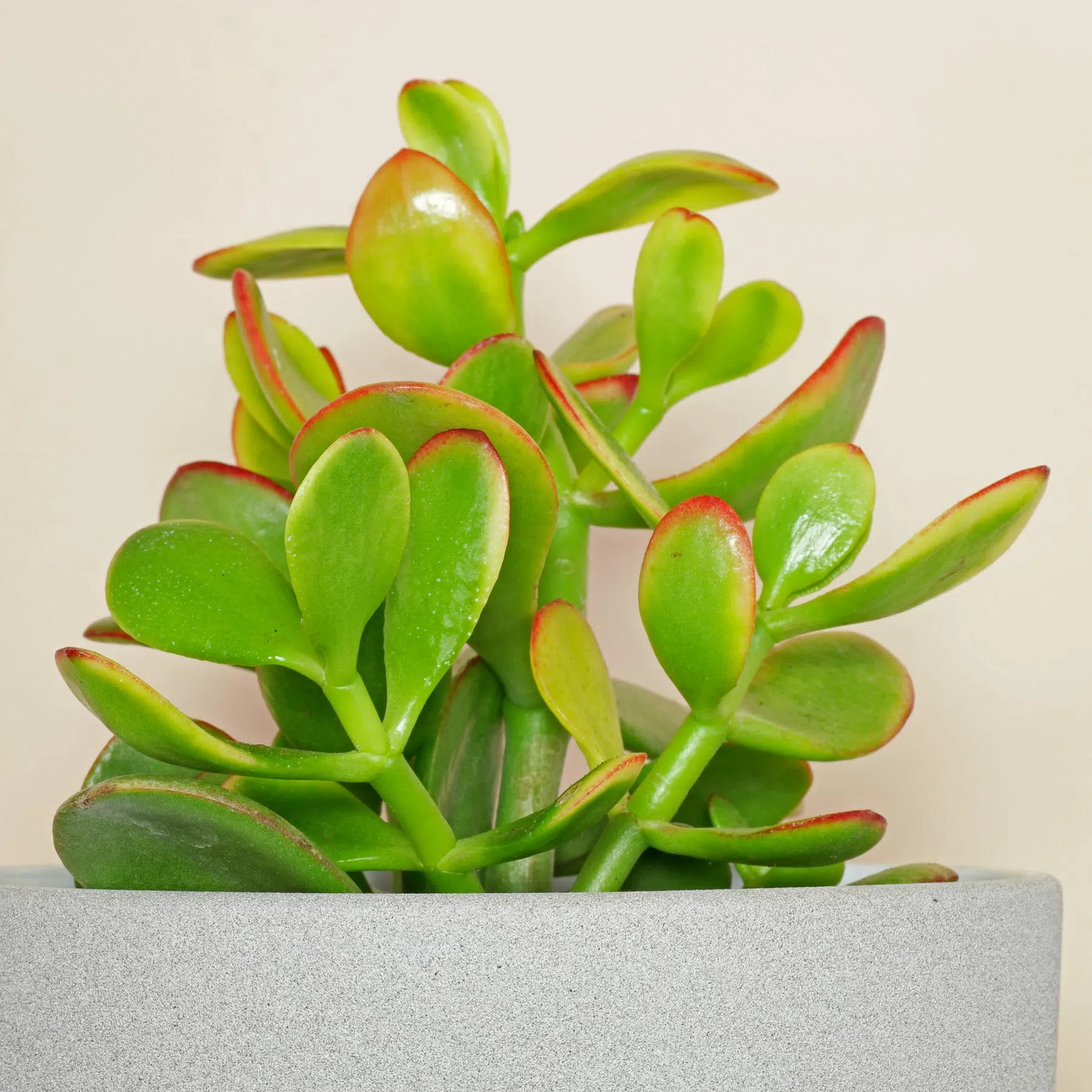 Jade Plant (Crassula ovata "Tricolor")