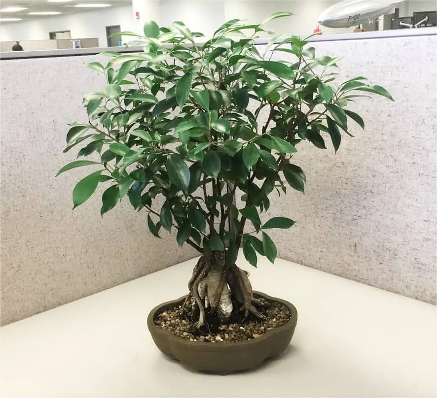 10 FastGrowing Indoor Plants to Fill Your Space Quickly Indoor Gardening