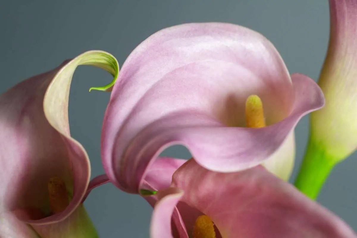 Calla Lily 911 How to Save Dying Calla Lilies Indoor Gardening