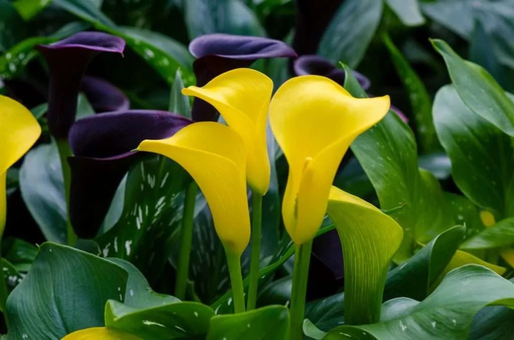 Calla Lily 911 How to Save Dying Calla Lilies Indoor Gardening