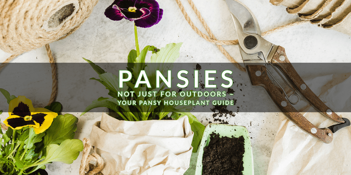 Pansies Basic Houseplant Guide Indoor Gardening