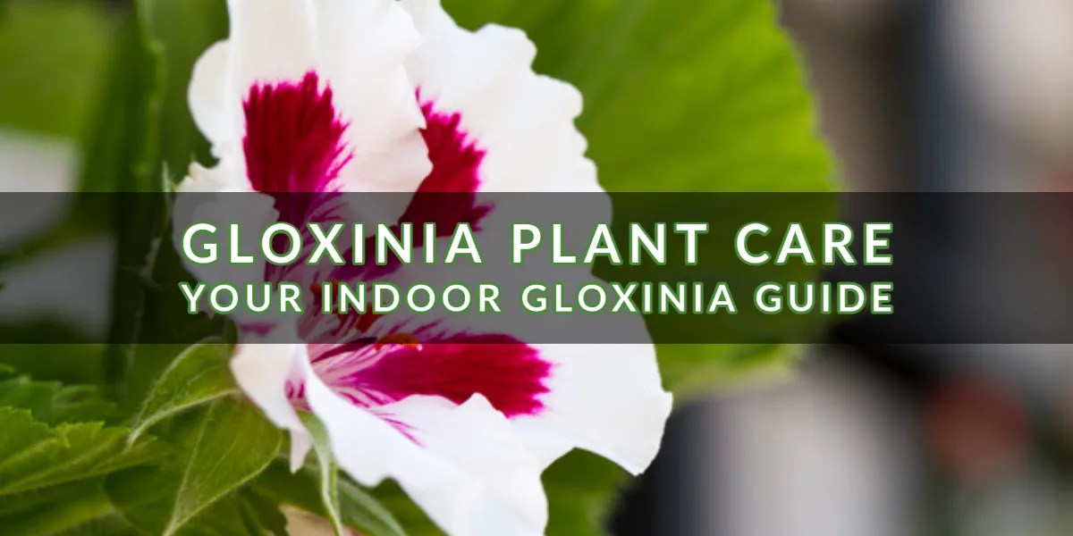 Gloxinia Plant Care Your Indoor Gloxinia Guide Indoor Gardening