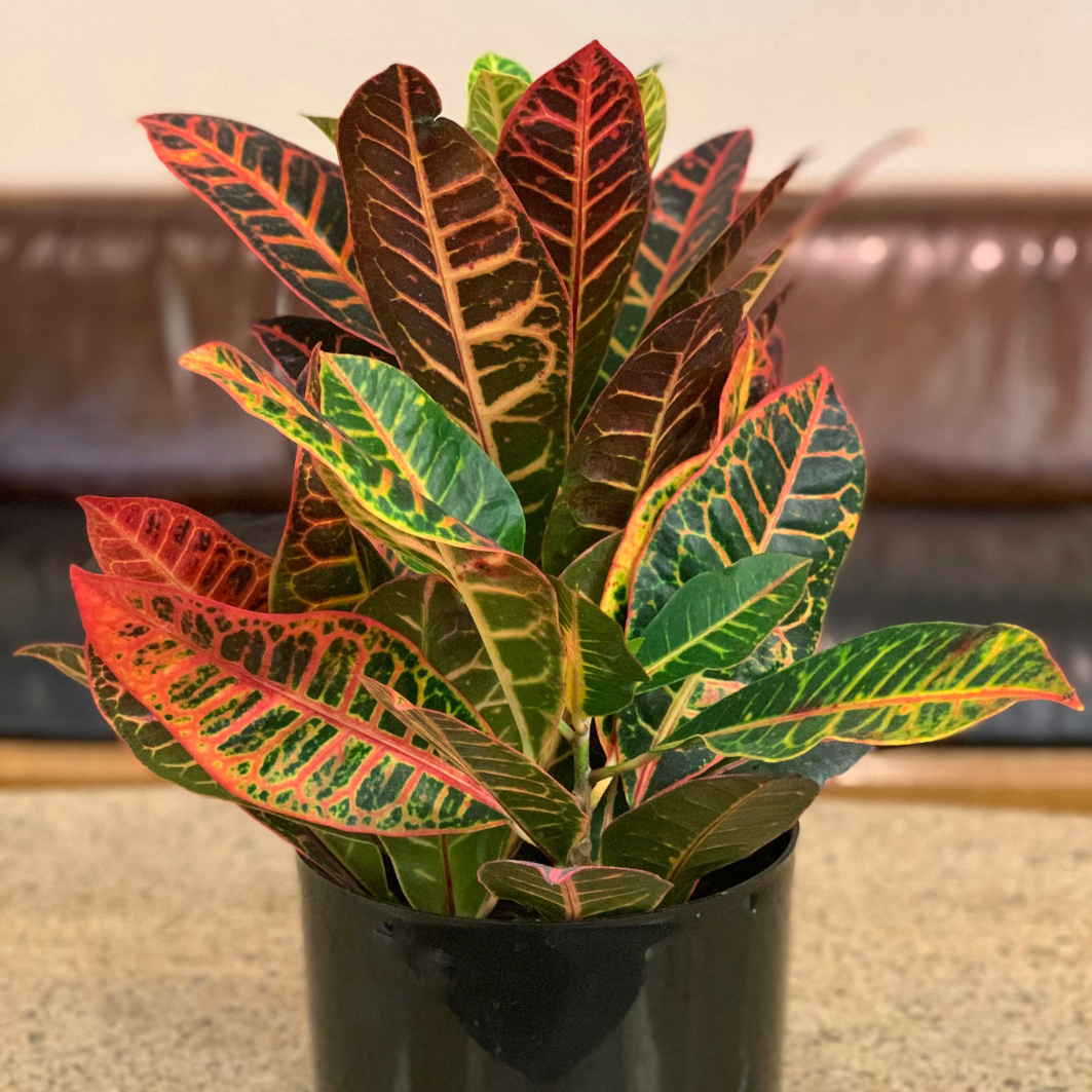 15 Houseplants with Colorful Leaves Indoor Gardening