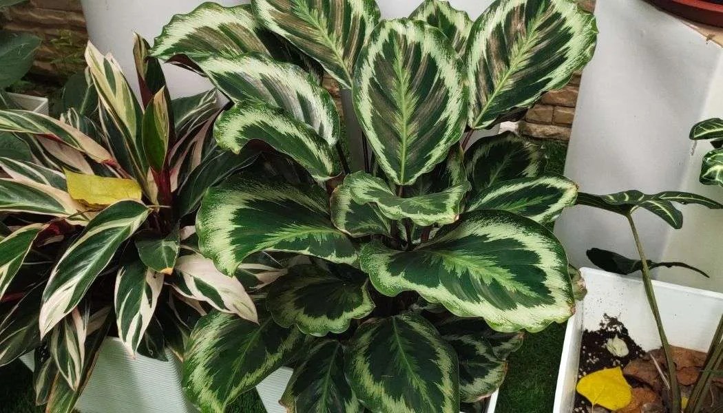 12 Best Houseplants for High Humidity Indoor Gardening