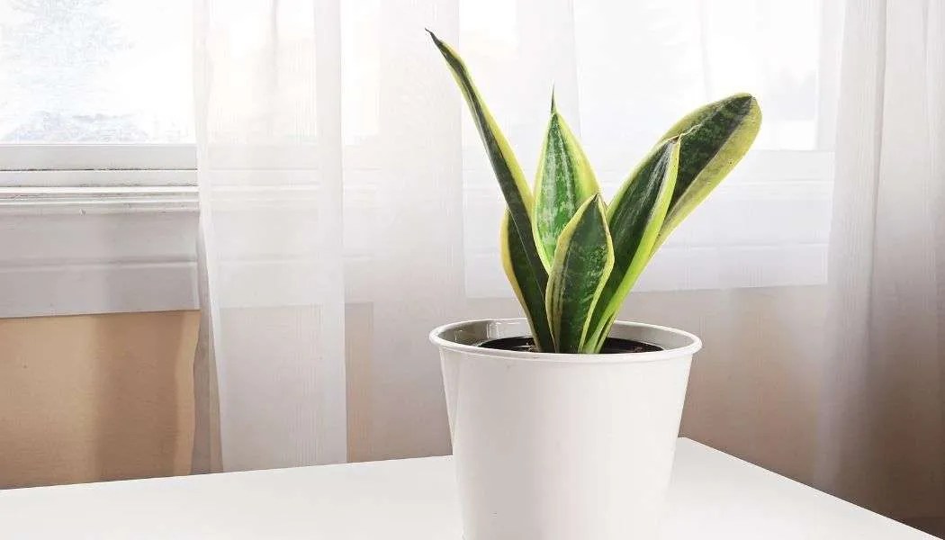 12 Best Houseplants for High Humidity Indoor Gardening
