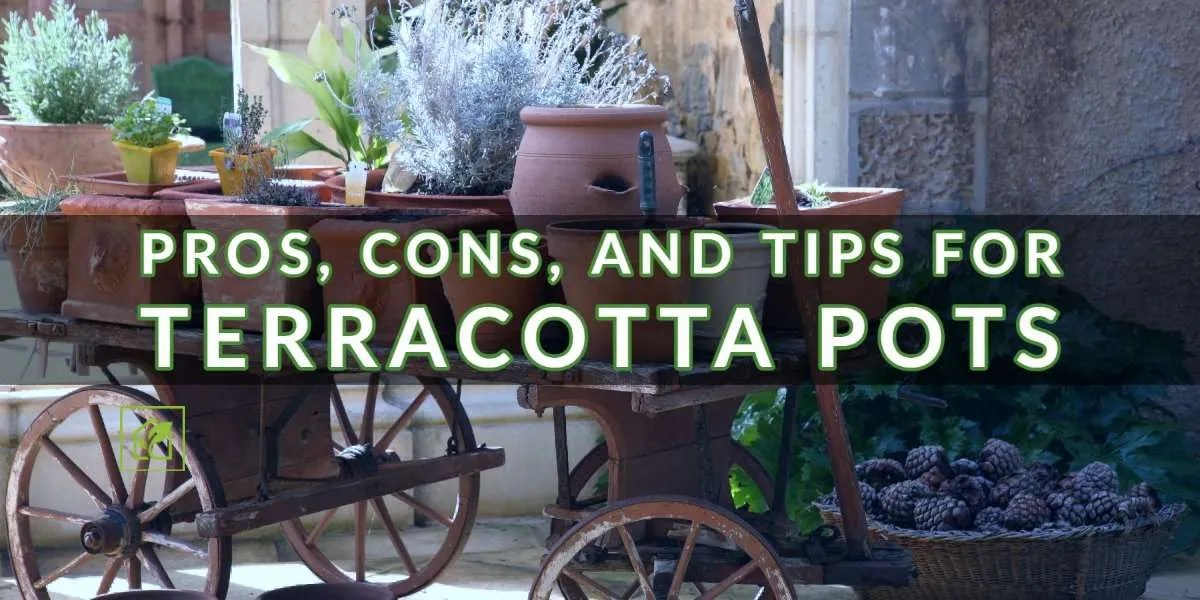 Pros, Cons, and Tips for Terracotta Pots Indoor Gardening