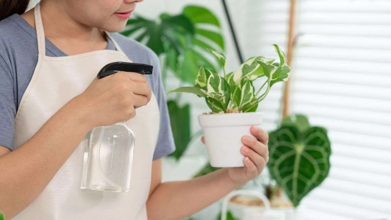 How To Water Your Houseplants Indoor Gardening