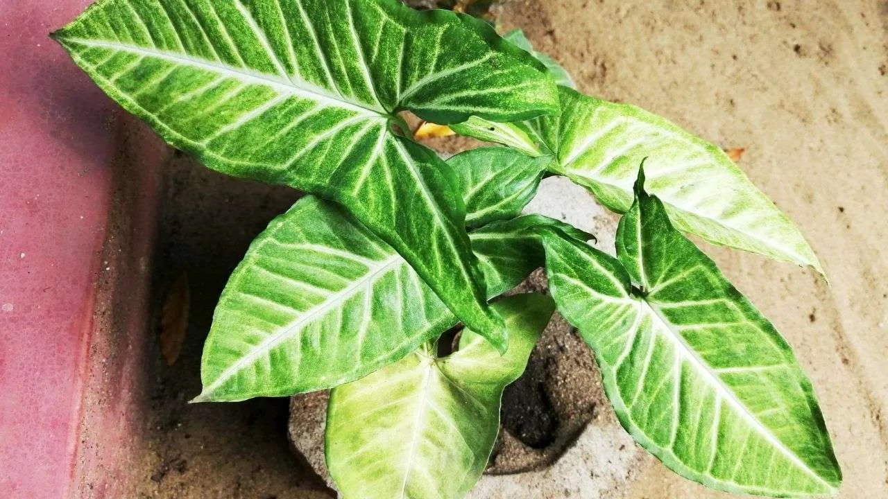 10 Plants That Are Poisonous Indoor Gardening