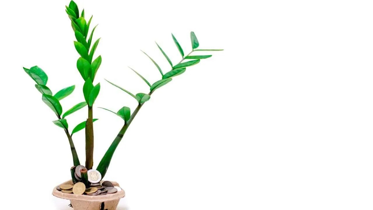 ZZ Plant Care Guide Indoor Gardening