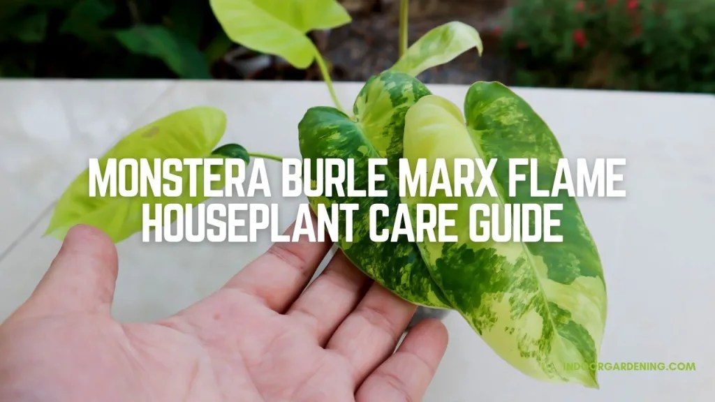 Monstera Burle Marx Flame Houseplant Care Guide Indoor Gardening