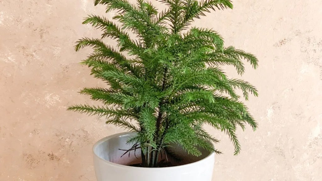 Norfolk Island Pine Tree Care Indoor Gardening