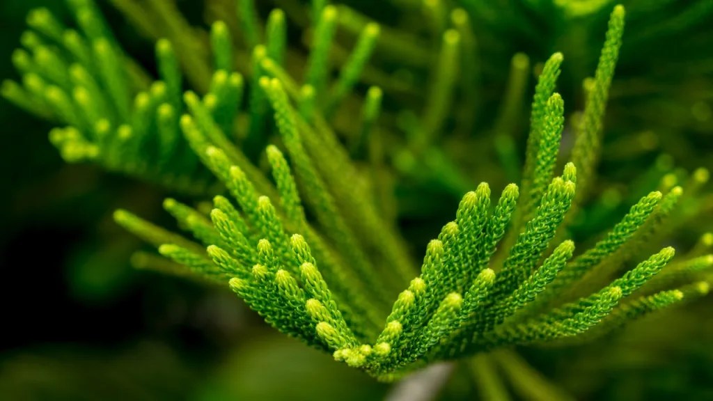 Norfolk Island Pine Tree Care Indoor Gardening