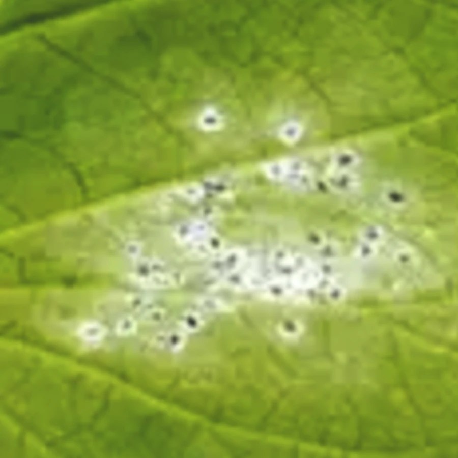 White Spots On Plant Leaves Common Causes and Treatments Indoor