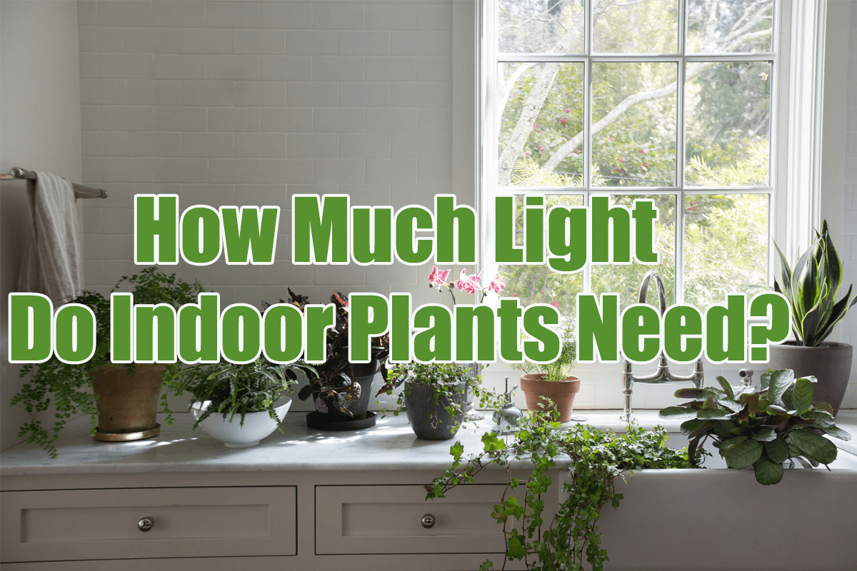 How Much Light Does Your Indoor Plants Need? Indoor Gardening Guide