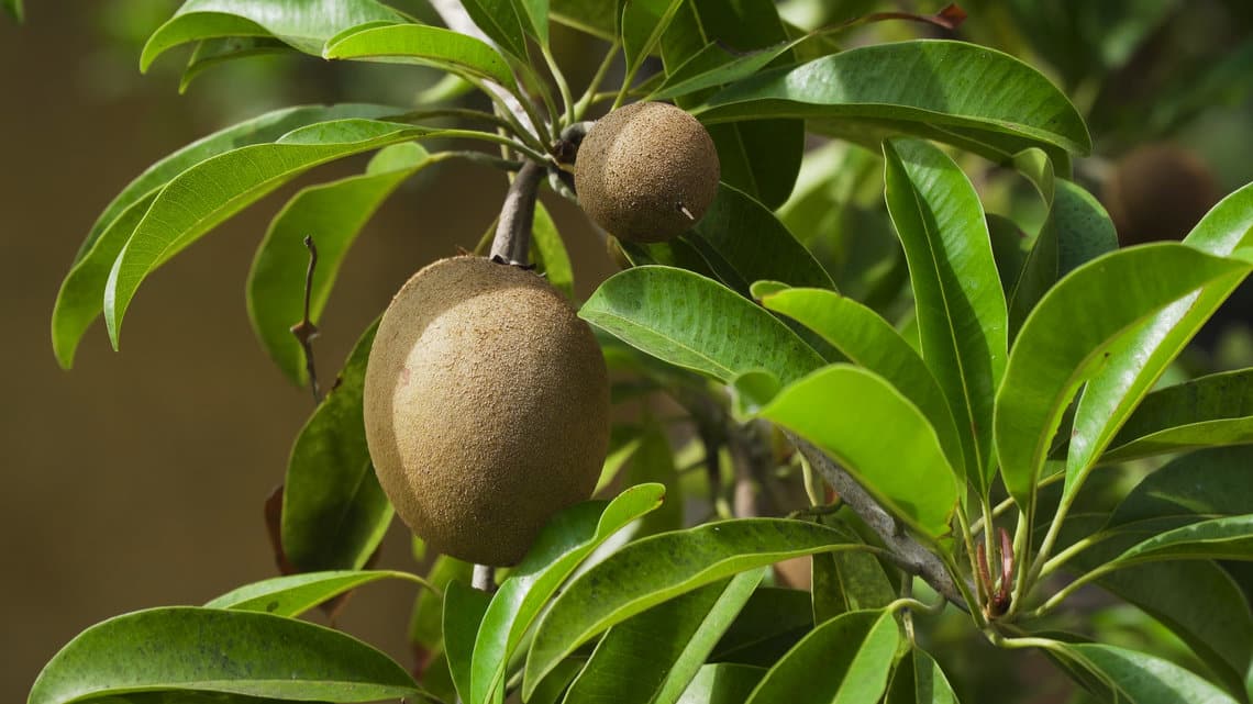 How To Grow Kiwi Indoors The Ultimate Guide Indoor
