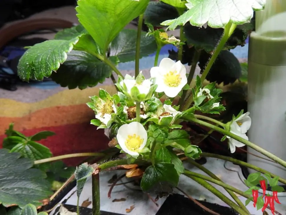 Can You Grow Strawberries Indoors? Indoor Growth Hacks