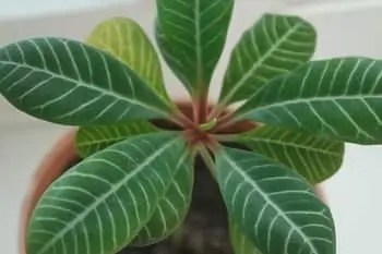 Do Indoor Plants Need Darkness? - Indoor Green Guide