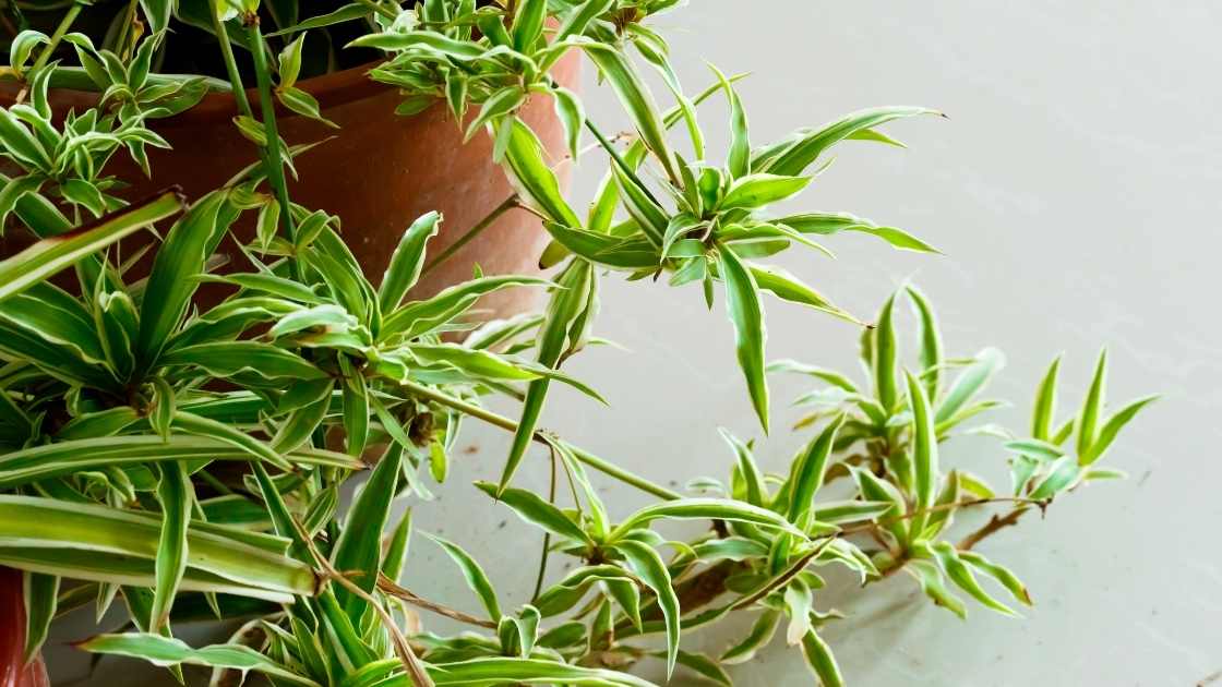 How To Revive An Overwatered Spider Plant Indoor Green Guide