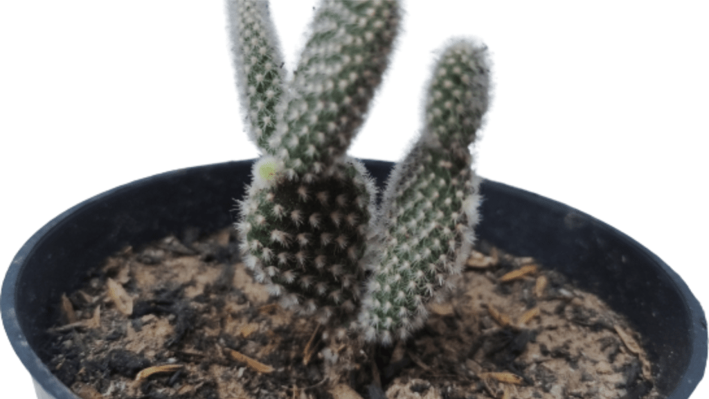 Advice! Can You Touch A Bunny Ear Cactus? Indoor Green Guide