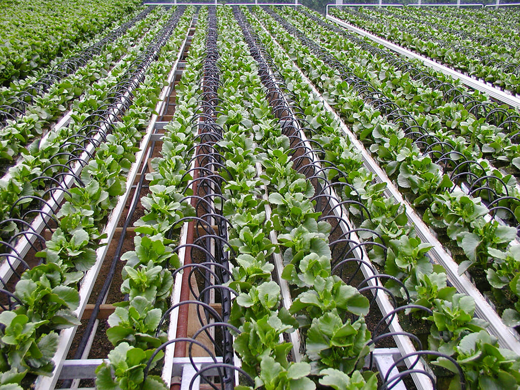 What Is Coco Coir? 5 BIG Advantages (+ Our 3 Favorites)