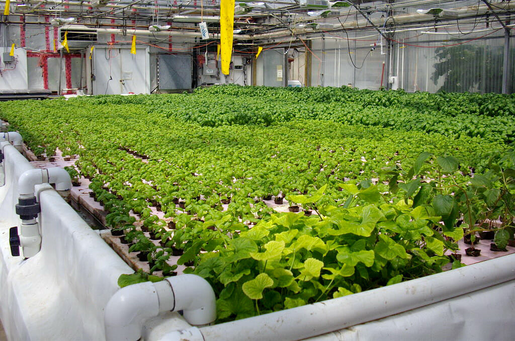 What Is Deep Water Culture? Pros & Cons (+ 4 Easy Systems)