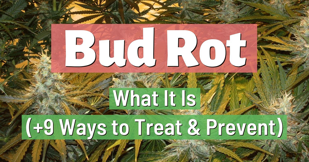 Bud Rot What It Is (+9 Ways To Treat & Prevent)
