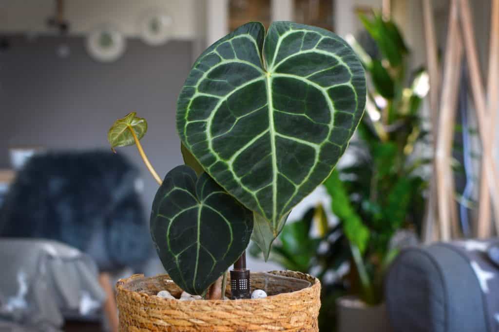 10 most expensive indoor plants you can add to your home