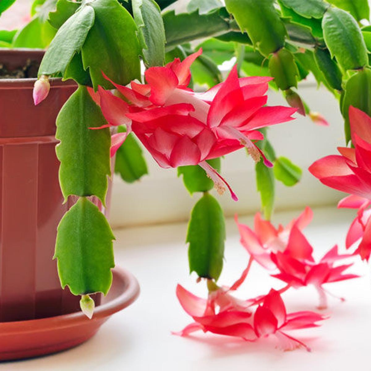 Collection 32+ Photos show me a picture of a christmas cactus Sharp