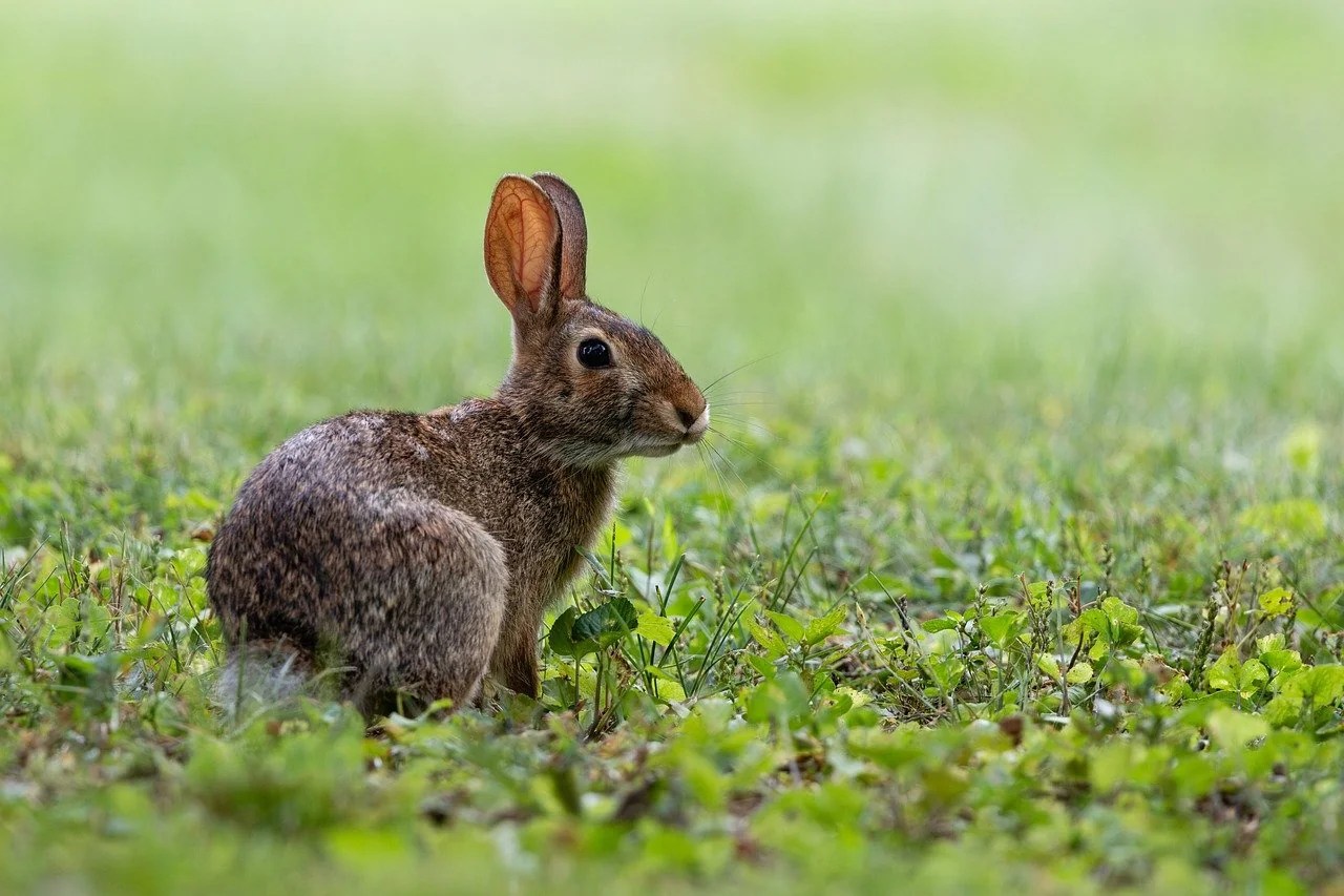 Different Types of Rabbit Fur A Com... Indoor Rabbit Care