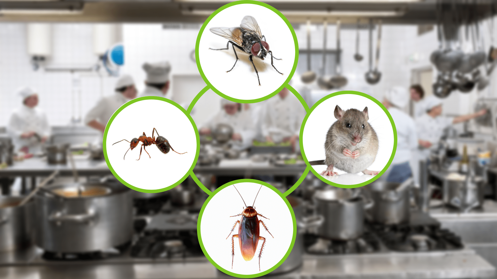 Indopest Pranata Indonesia Pest Control Service