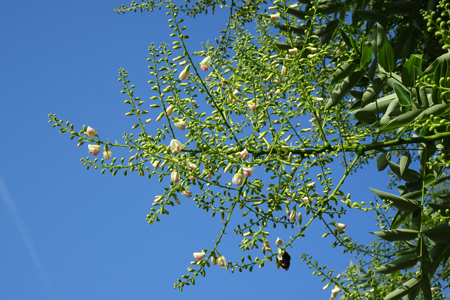 Sophora du Japon Indrikapi