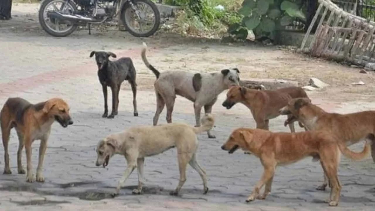Stray Dogs Attack On Humans Particularly Kids In Hyderabad Causing