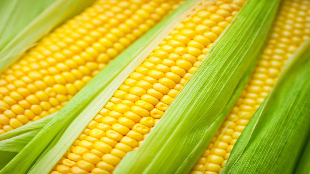 Corn Is Key In Ethanol Production INDToday