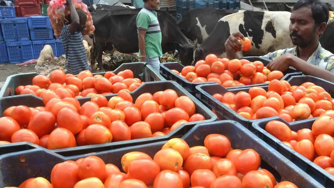 Tomato Rates Came Down Heavily One Kg At A Price Of Rs 25 Only INDToday