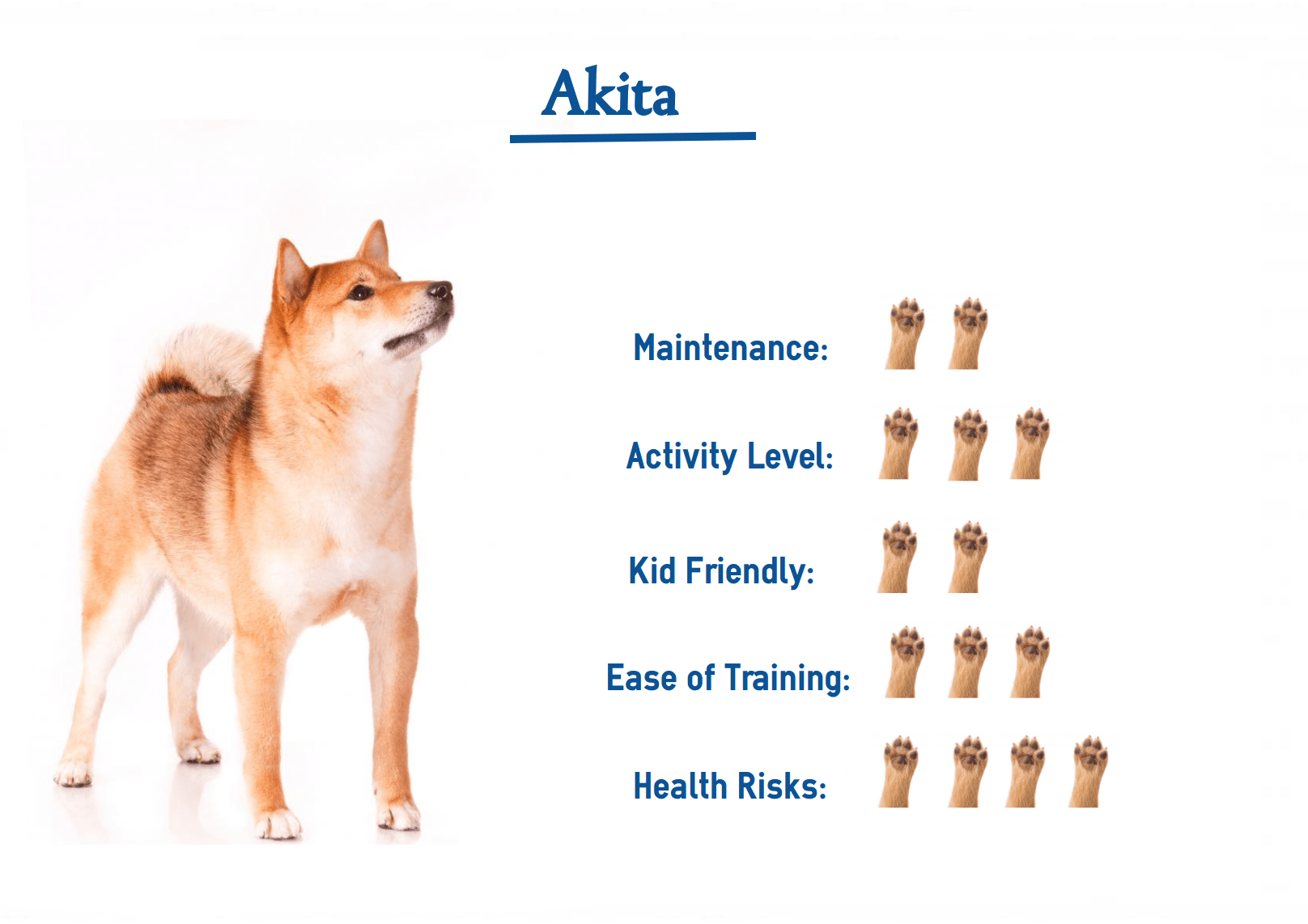 Akita Dog Breed… Your Guide to Best Care.
