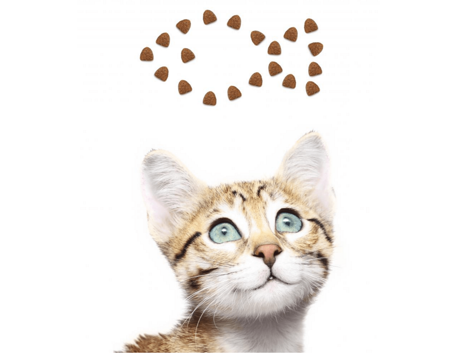 Top 10 Best Cat Treats