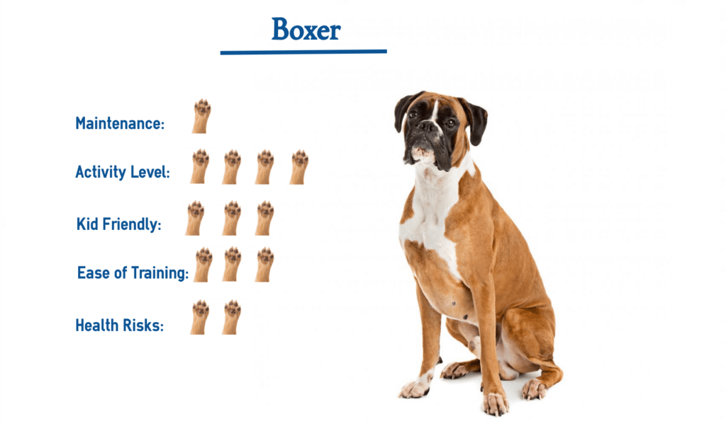 The Boxer… Everything You Need to Know at a Glance!
