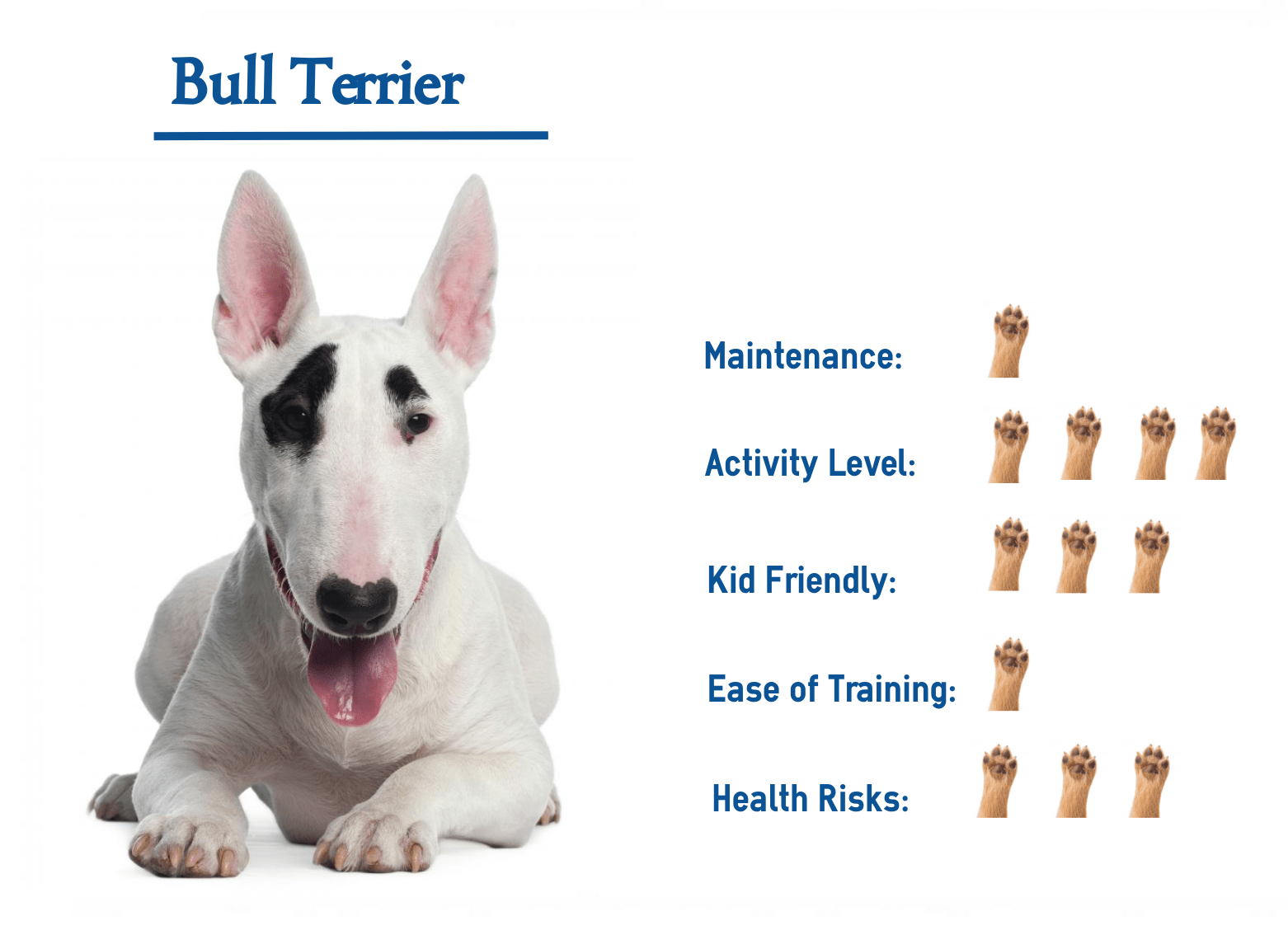 The Bull Terrier… Your Guide to Complete Care.