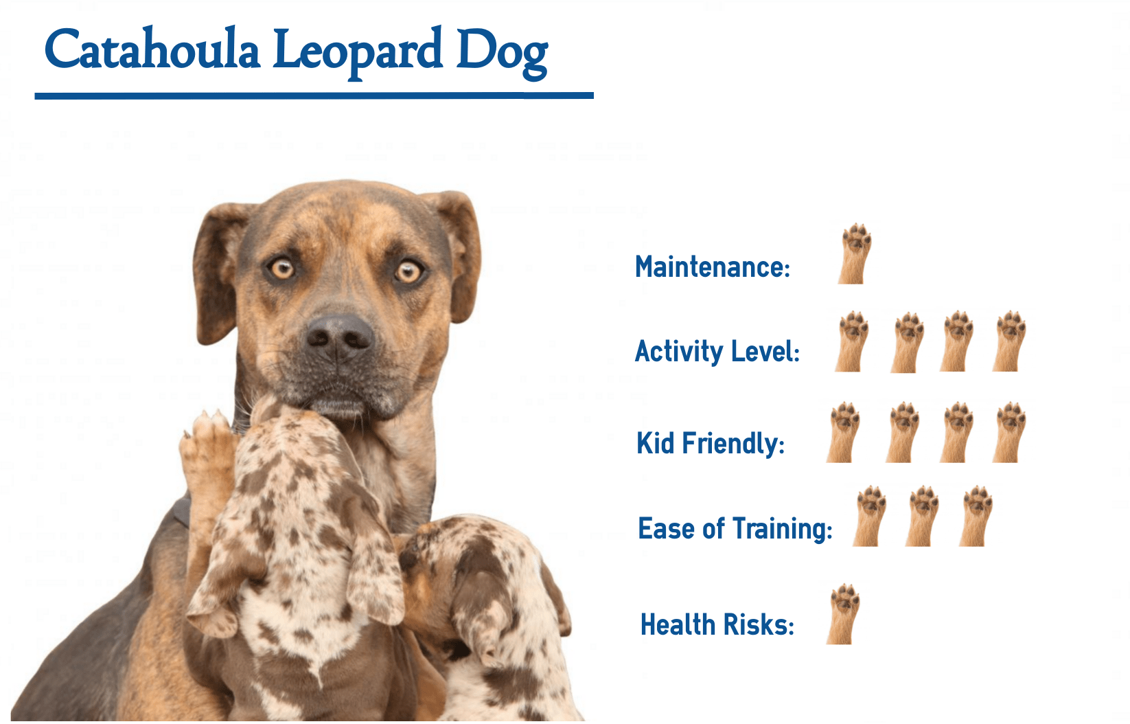 Catahoula Leopard Dog Dimensions Drawings | atelier-yuwa.ciao.jp