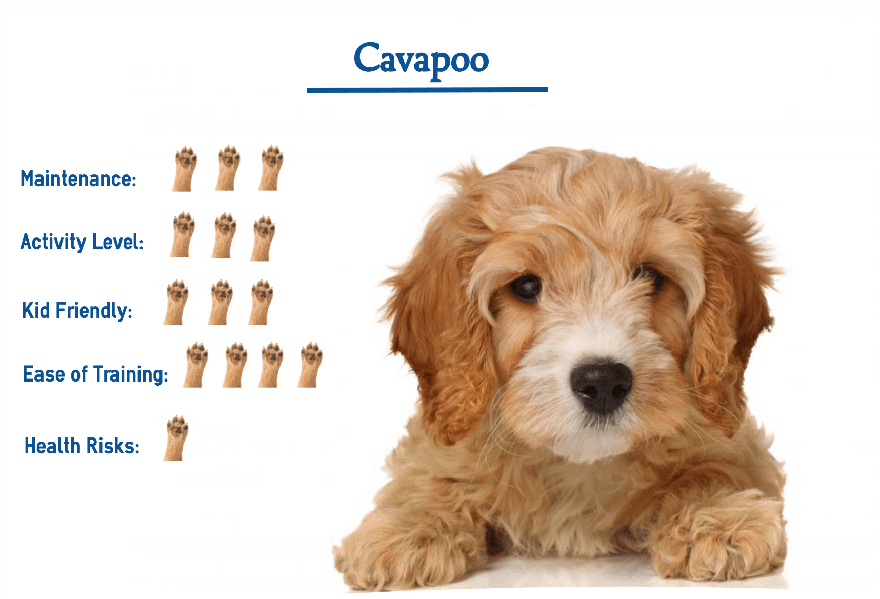Cavapoo… Everything You Need to Know at a Glance!