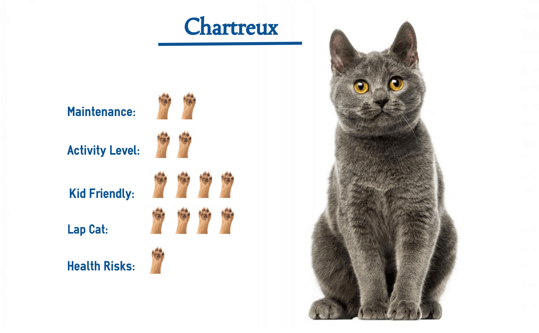 Chartreux Cat Breed… Everything You Need to Know at a Glance!