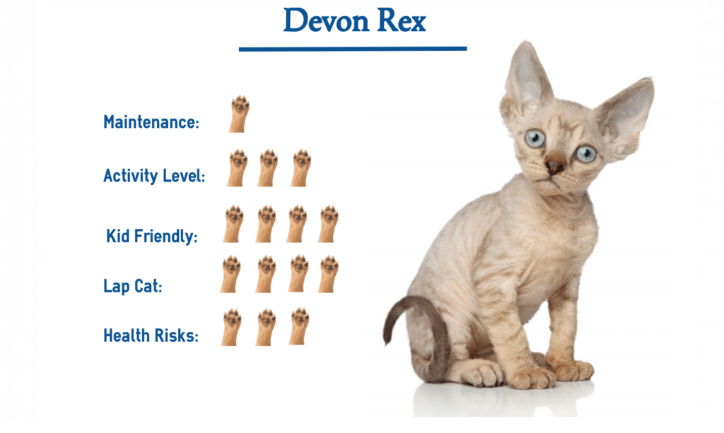 The Devon Rex Cat Breed… Everything You Need to Know at a Glance!