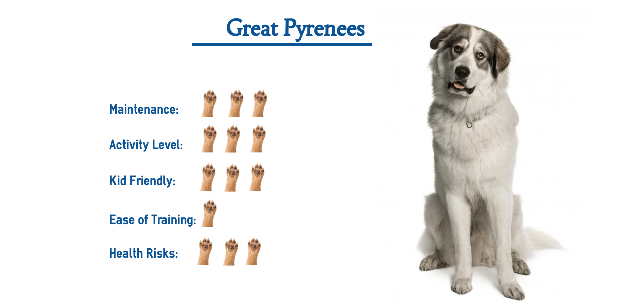 What Does A Great Pyrenees Dog Look Like