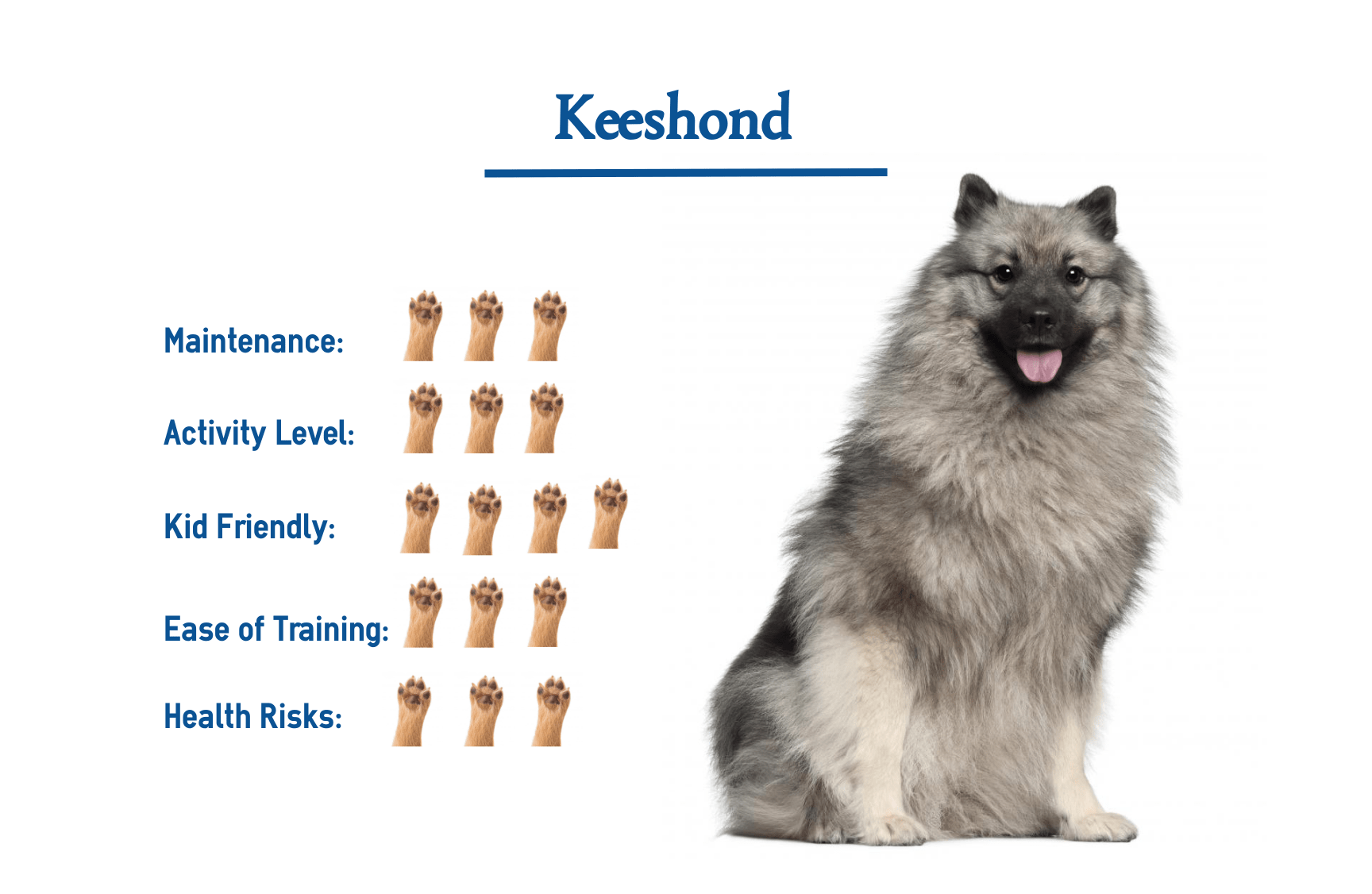 Keeshond Dog Breed… Everything that You Need to Know at a Glance!