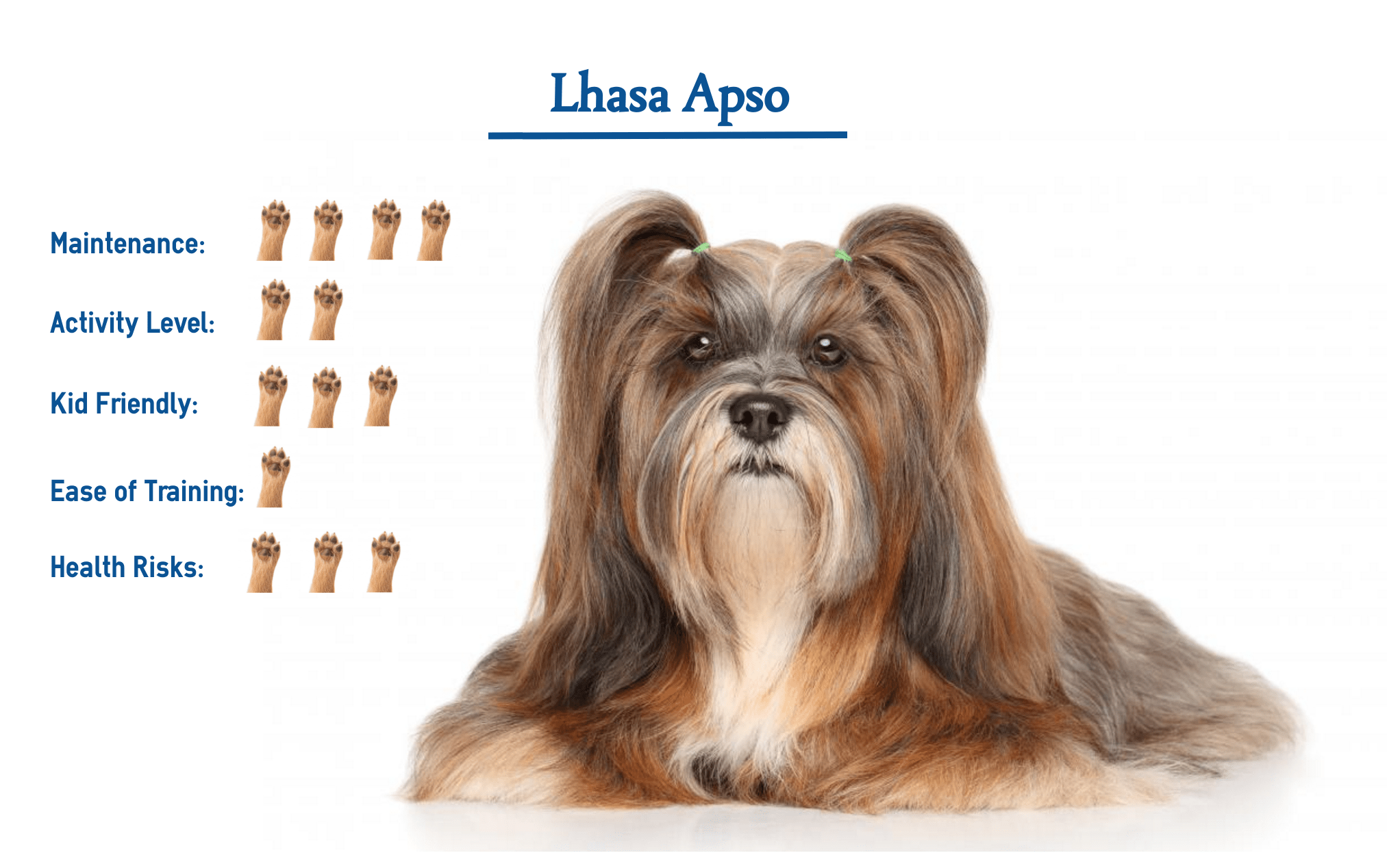 Lhasa Apso Dog Breed… Everything That You Need to Know at a Glance!