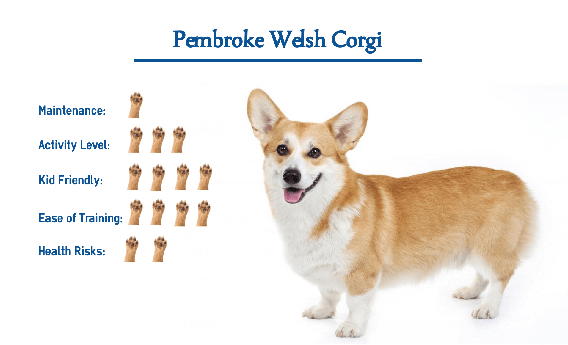 Best Dog For A at Erik Cox blog