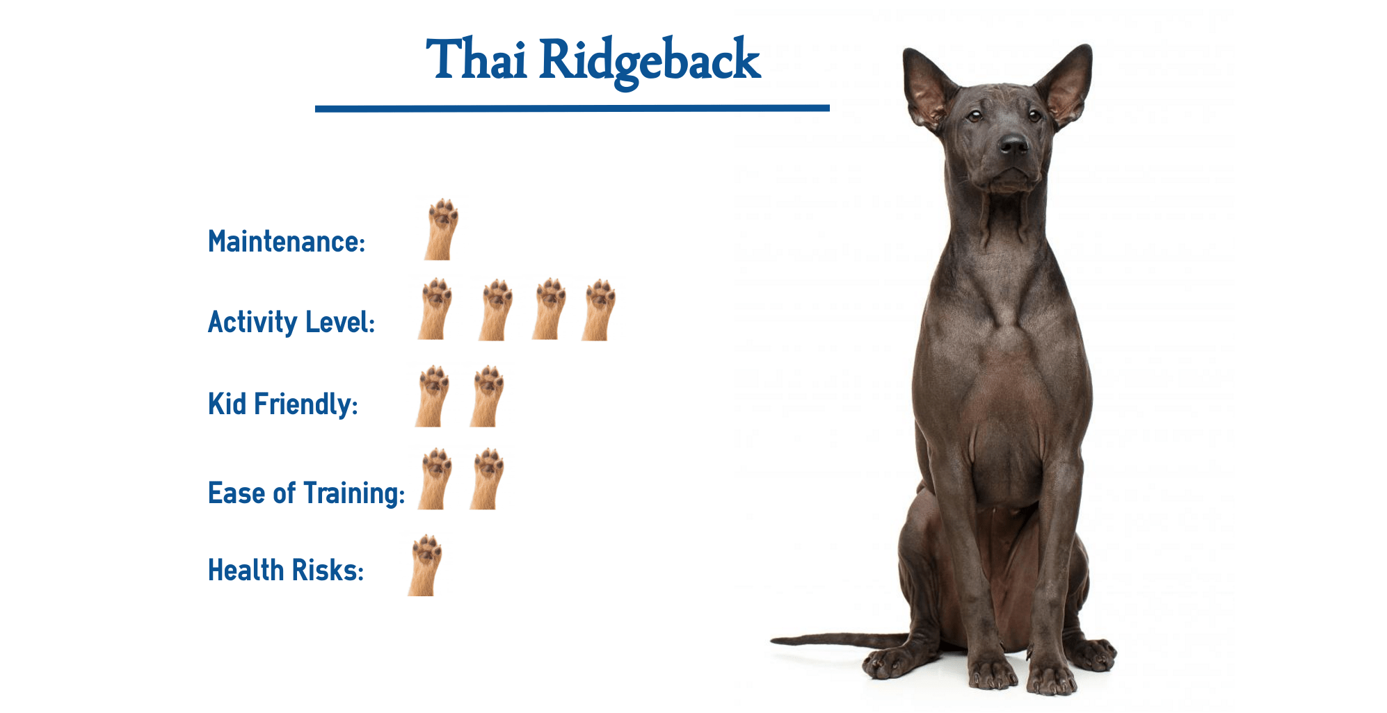 Thai Ridgeback Dog Breed… Everything You Need to Know at a Glance!