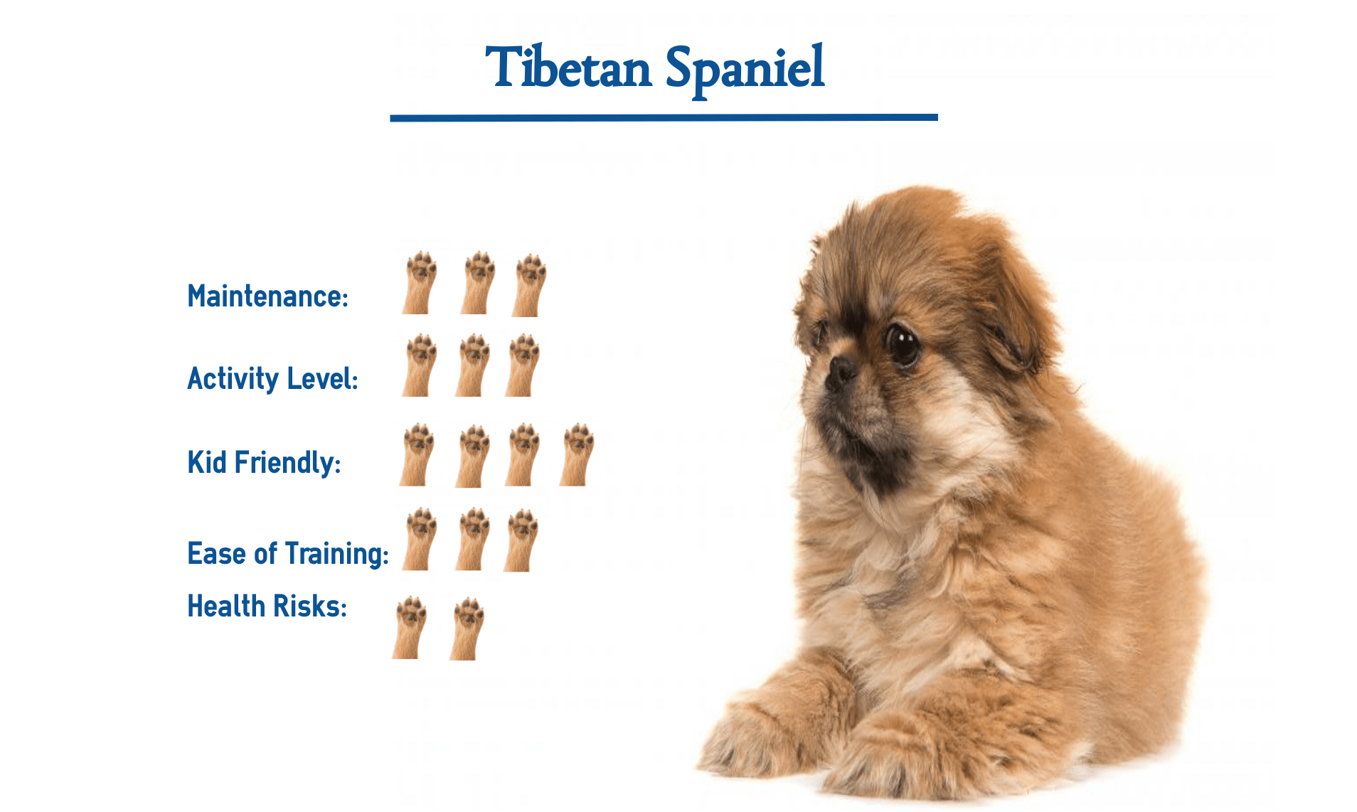 Are Tibetan Spaniels Good Companion Dogs